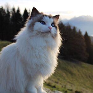 lavaux_cat